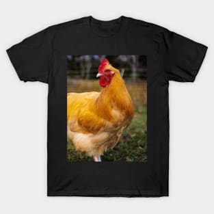 Photo of Proud Colorful Rooster T-Shirt